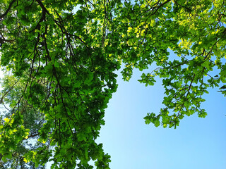 spring forest photographed-close-up