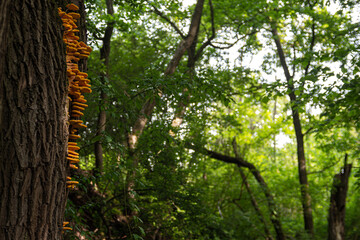 Laetiporus sulphureus chicken of woods edible mushroom 