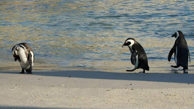 4K clip of three African Penguins on the seashore at Boulders Beach, Simon's Town, Cape Town, South Africa.