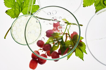 Abstract cosmetic laboratory. Organic bio cosmetic with grapes seeds oil and herbal ingredients....