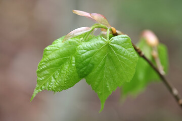 Fototapeta na wymiar Tilia cordata, known as Small-leaved Lime, Small-leaved Linden or Little-leaf Linden, fresh leaves in spring