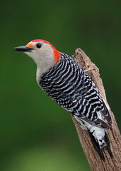 Red-bellied Woodpecker (Melanerpes carolinus) perched on a branch after a rain storm.