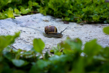 Weinbergschnecke im Frühlingsgarten