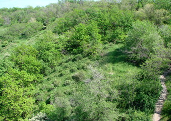View from the bridge on the amazing flowering spring vegetation that covers the Dnieper coast with a green carpet.