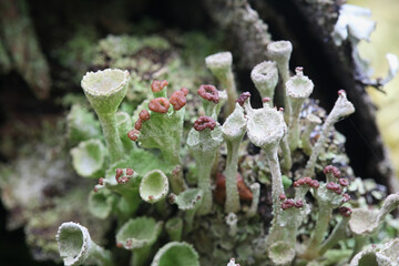 Cladonia gracilis subsp. turbinata, a cup lichen from Finland with no common English name