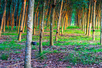 Tapping latex rubber tree. Rubber plantation in thailand. natural of rubber tree.