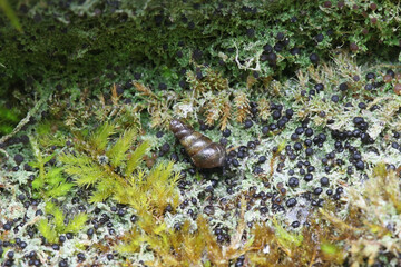 Mycobilimbia tetramera, also called Bacidia fusca, known as Four-celled Moss Dot, lichen from Finland