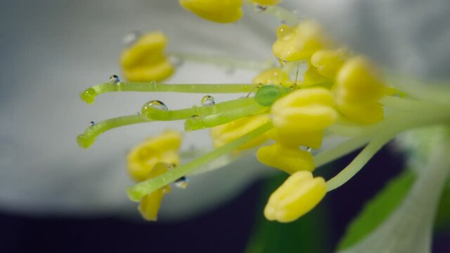The central part of an apple flower is a group of pistils and stamens with yellow anthers. ruit tree flower structure extreme macro close up. Changing lighting.