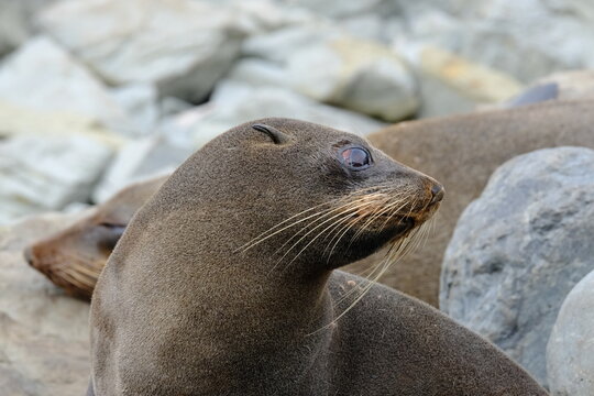 Fur seal close up, Kaikoura, Canterbury, New Zealand