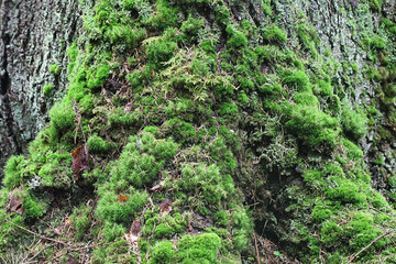 Obraz premium Moss-covered trunk and roots of Norway spruce, old forest in natural state