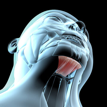 3d Illustration of the Mylohyoid Muscles on Xray Musculature