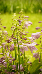 pink and yellow flowers