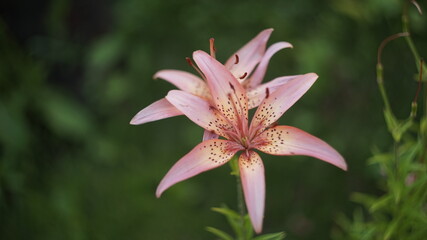 pink lily flower