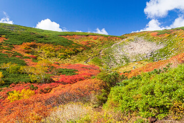 大雪山国立公園赤岳登山道の紅葉