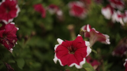 Fototapeta na wymiar red hibiscus flower