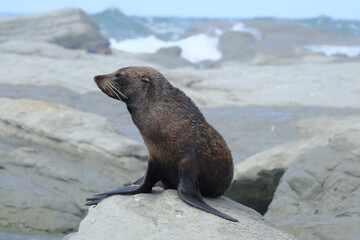 Fur seal on rocks, Kaikoura, New Zealand