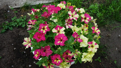 flowers in the garden