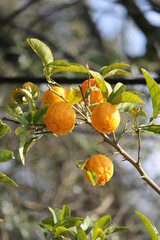orange tree branch with fruits
