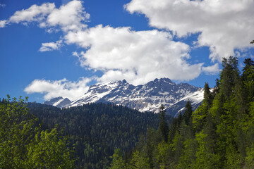 landscape mountains and forest in spring on blue sky background
