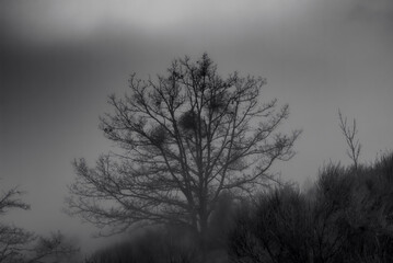 Obraz na płótnie Canvas Trees hidden by the fog in winter.