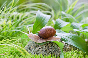 A large snail crawls through the leaves on a defocused natural background. Selective Focus © GalinaB