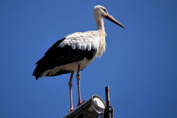 Vor tiefblauem Himmel genießt ein Weißstorch seine Aussicht