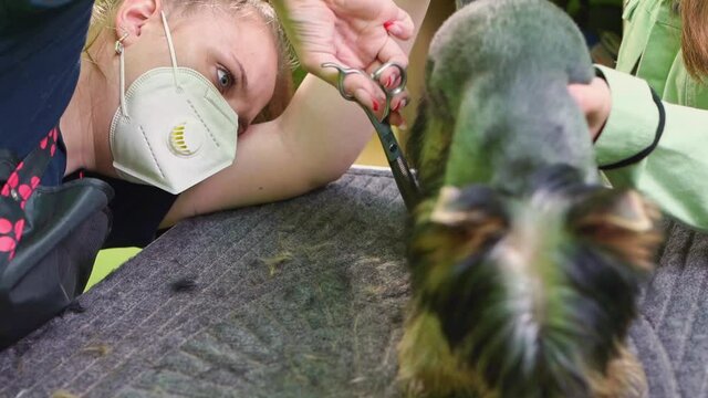 Groomer makes shearing of Yorkshire Terrier by scissors. extras at the pet store