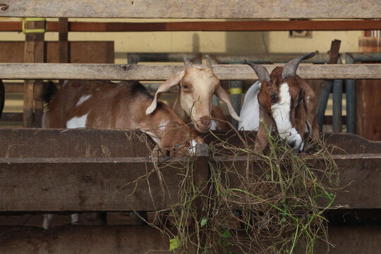 livestock goats are eating greedily in their pen
