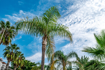 Fototapeta na wymiar Many different palm trees against a blue sky with clouds - bottom view. Park with tropical plants in Alanya (Turkey)
