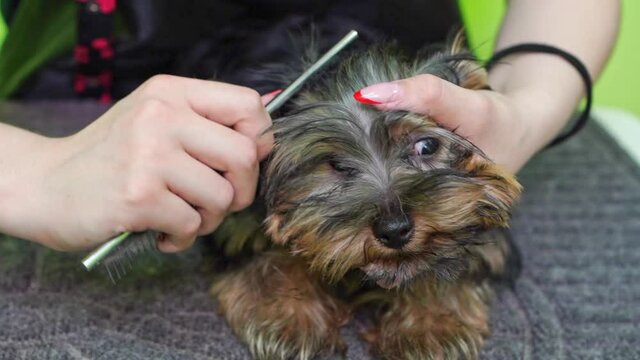 Groomer combs of Yorkshire Terrier. extras at the pet store