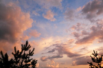 Fototapeta premium Dramatic pink purple and blue cloudy sunset sky through spruce tree branches. Cloudscape. Bright nature wallpaper. Heaven. Colorful background after storm. Springtime. Cumulus clouds. Presence effect