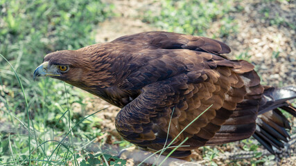 Photo Golden eagle. Keeping birds of prey in captivity. Top view.