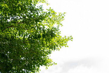 Obraz premium Nature view of Tree branch and Green leaf on white sky background with copy space