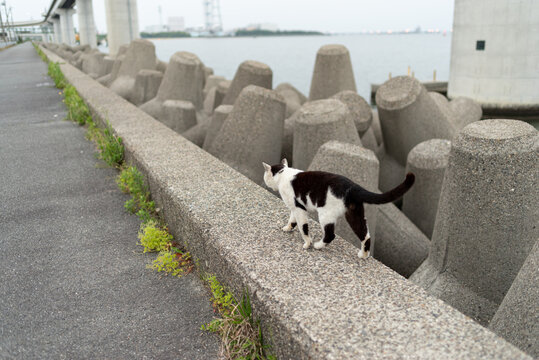 堤防を歩く猫