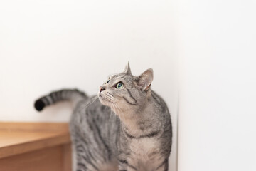 見つめる猫　サバトラ猫