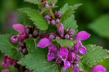 Red dead-nettle in the forest, close up shoot	