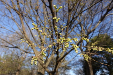 blooming