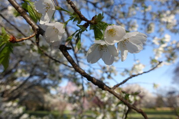cherry blossoms