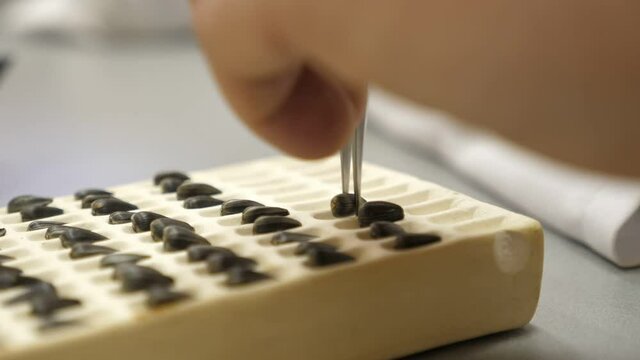 Grain quality analysis with pincette taking grain, putting on board with holes