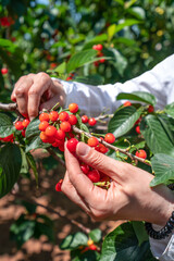 Picking fresh cherry in outdoor orchard