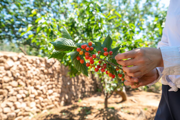 Fototapeta na wymiar Picking fresh cherry in outdoor orchard