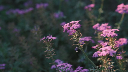 flowers in the garden at sunset
