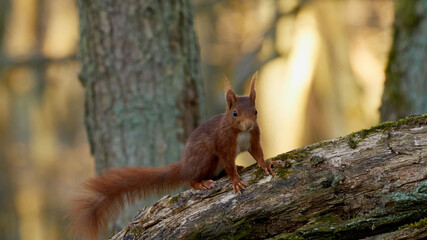 wildlife photo of a red squirrel - Sciurus vulgaris