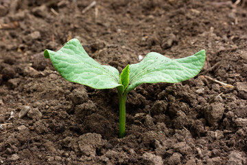 green sprout watermelon, melon, squash or pumpkin close - up in the ground