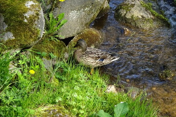 Duck female standing on the stone in a river with crystal clear water on a sunny summer day. Green grass and small flowers in the front.