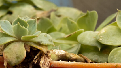 A foreground ,close up  to a green plant in the house