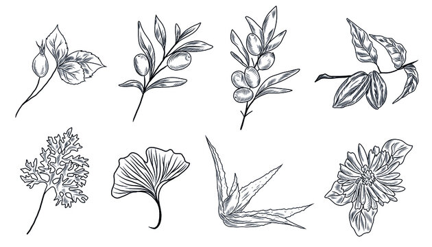 Hand drawn illustrations of ginkgo biloba, aloe vera, olive, sea buckthorn, cacao, cocoa, rose hip, sagebruch, calendula