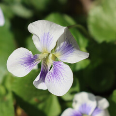 Close-up of white and purple violets in bloom. Viola plants in the garden