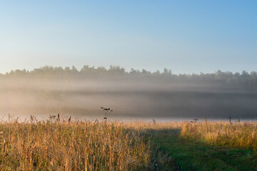 Obraz na płótnie Canvas Fog over the field in the morning