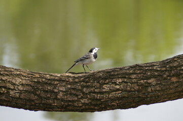 wagtail